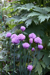 Obraz premium chives (lat. Allium schoenoprasum) bloom under the green leaves of delphinium