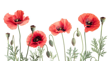 Fototapeta premium Blossom poppy flowers isolated on a transparent background
