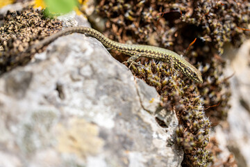 Italian wall lizard, Podarcis muralis nigriventris, Lerici, Liguria, Italy