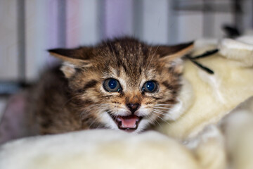 A close up image showing a kitten with its mouth wide open