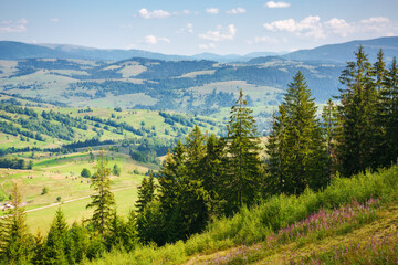 Fototapeta premium rural scenery in carpathian mountains of ukraine. alpine countryside landscape with grassy meadows and forested hillside in summer. beautiful view from above. valley near borzhava ridge