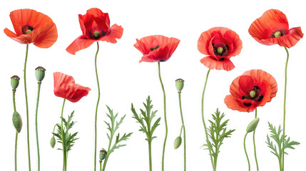 Naklejka premium Red Poppy Flowers in Bloom