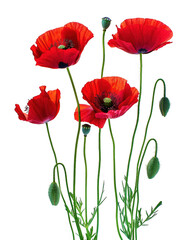 Fototapeta premium Cluster of Red Poppy Flowers