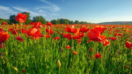 red poppy field. beautiful countryside landscape at sunset beneath a blue sky in summer. wonderful outdoor nature background. remembrance day concept