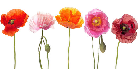 Obraz premium Close-Up of Diverse Poppy Flowers