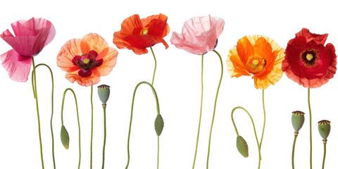 Obraz premium Close-Up of Diverse Poppy Flowers