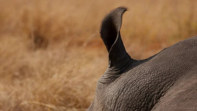 White Rhino ear twitching sleeping in dry grass, extreme close up macro detail