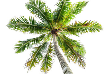 Palm Tree View from Below
