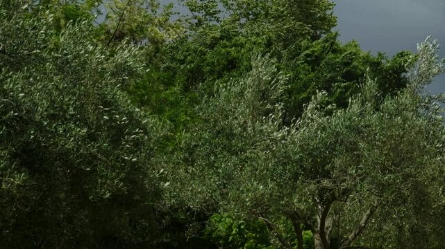 Swaying trees in garden and falling leaves before storm in Greece slow motion