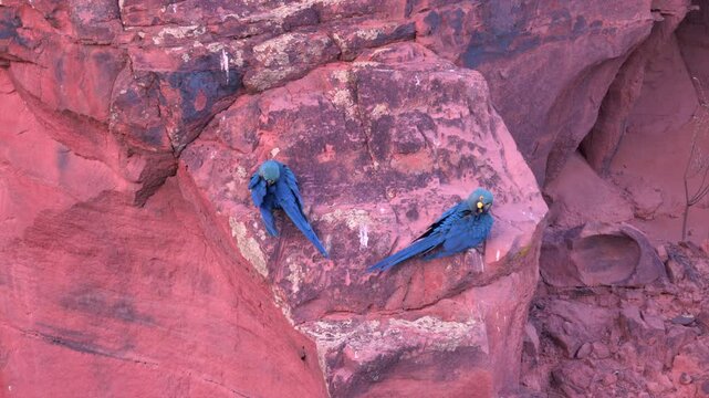 Lear's Indigo Macaw parrot on sandstone breeding cliff tropical Bahia Brazil alt angle