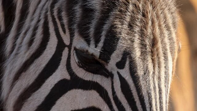 Zebra Foal eyes blinking and head patterns, extreme closeup macro detail