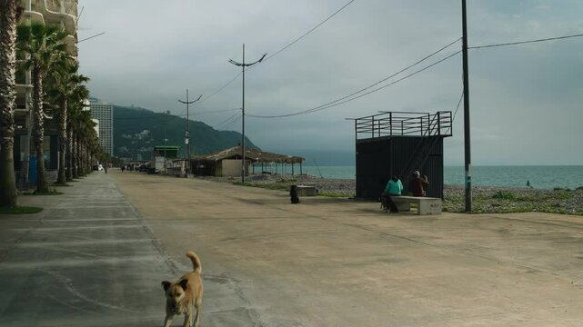 Stray dog running on the beach in Gonio, Georgia