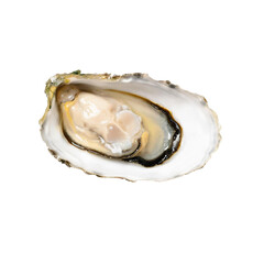 Fresh Oyster. Delicious and Nutritious Seafood Delicacy