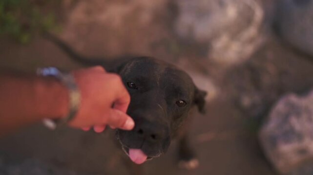 A tender moment of a dog licking a man's hand, showcasing affection and the special bond between a pet and its owner. Perfect for themes of friendship and loyalty.