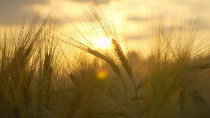 Close up of a wheat field at sunset