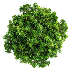 Top-Down View of Lush Green Tree