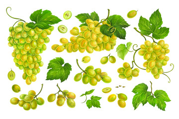 Set of watercolor grape berries, bunches of different sizes and leaves for wine labels or juice packaging, wedding invitations, greeting cards, posters, promotional print for wineries, kitchen textile