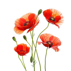 Fototapeta premium Red Poppy Flowers