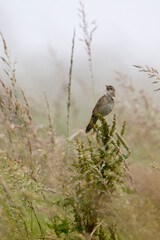 Feldschwirl (Locustella naevia) im Nebel