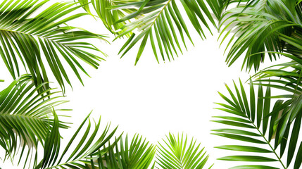 Palm Fronds Frame