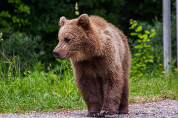 Obraz premium Young bear