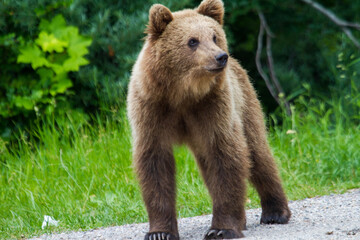 Obraz premium Young bear on the Transfagarasan road in Romania