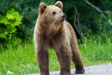 Obraz premium Young bear in Romania