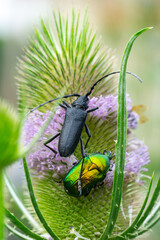 Close up of Cerambyx scopolii longhorn beetle and rose chafer beetle sitting on wild teasel (Dipsacus fullonum) flower