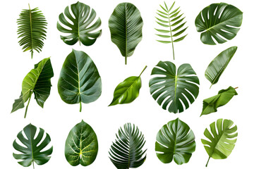 Set of Tropical leaves isolated on transparent background