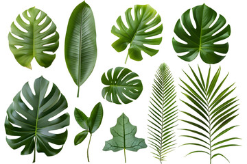 Set of Tropical leaves isolated on transparent background