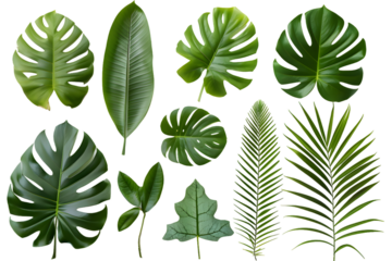 Set of Tropical leaves isolated on transparent background