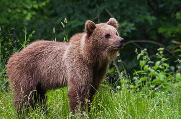 Fototapeta premium Young bear on the Transfagarasan road in Romania