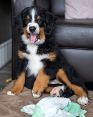 A puppy mountain dog making a funny face