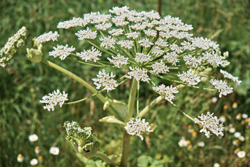 A close-up view of the umbel of flowers of common hogweed (Heracleum sphondylium). In the background are blurred plants.