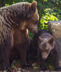 Mama Bear