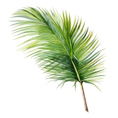 Obraz premium A watercolor depiction of a tall, sweeping coconut palm leaf.