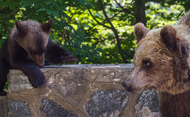 Mama Bear