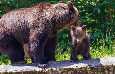 bear family in Romania