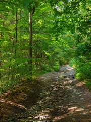 Fototapeta premium trail path through beech forest in summer. beauty of carpathian nature