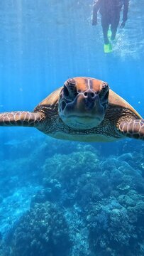 A turtle is swimming in the ocean with a fish in the background. The scene is peaceful and serene