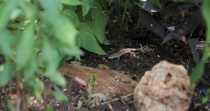 A whiptail lizard walking around a home garden