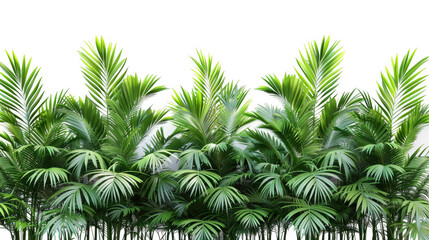 Fototapeta premium Tall Dense Palm Trees
