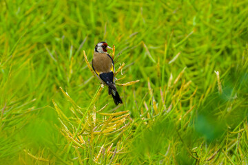 Goldfinch eating seeds in rapeseed field