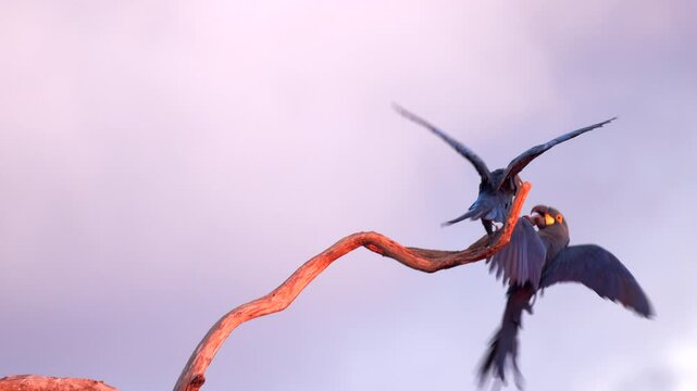Endangered Lear's Indigo Macaw parrot pair play fighting on branch in wind, tropical Bahia Brazil