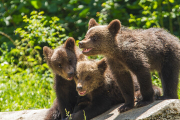 Fototapeta premium Young bear in Romania