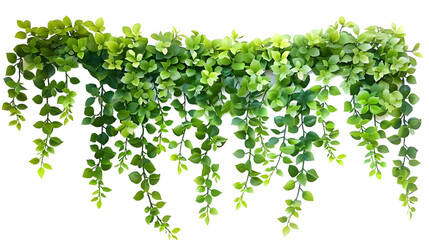 Green leaves hanging vines ivy bush isolated on transparent background