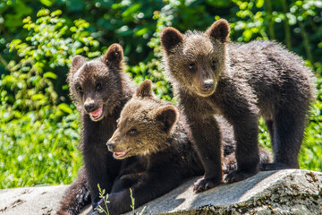Fototapeta premium bear family in Romania