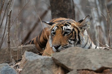 Obraz premium Bengal tiger resting among rocks and dry vegetation in its natural habitat