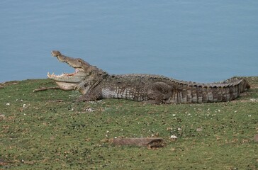 Crocodile basking in the sun on a grassy riverbank with its mouth open