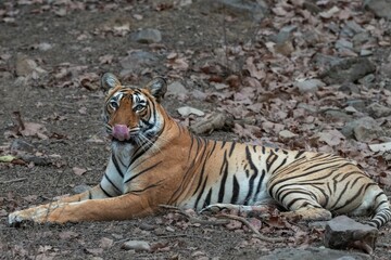 Fototapeta premium Bengal tiger lying on ground in a forest with dry leaves, looking at the camera with its tongue out